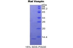 SDS-PAGE (SDS) image for serpin Peptidase Inhibitor, Clade A (Alpha-1 Antiproteinase, Antitrypsin), Member 12 (SERPINA12) protein (ABIN3012190)