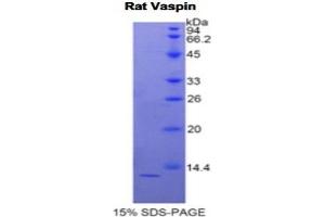 SDS-PAGE analysis of Rat Vaspin Protein. (SERPINA12 蛋白)