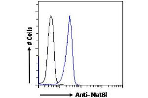 ABIN5539871 Flow cytometric analysis of paraformaldehyde fixed Kelly cells (blue line), permeabilized with 0. (NAT8L 抗体  (AA 211-223))