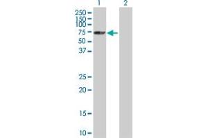 Western Blot analysis of SNRK expression in transfected 293T cell line by SNRK MaxPab polyclonal antibody. (SNRK 抗体  (AA 1-765))