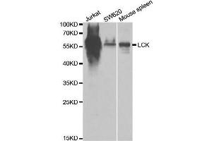 Western blot analysis of extracts of various cell lines, using LCK antibody. (LCK 抗体  (AA 1-240))