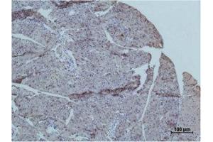 Immunohistochemistry (IHC) analysis of paraffin-embedded Mouse PancreasTissue using TRIM72 Polyclonal Antibody. (TRIM72 抗体)