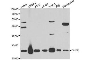 Western blot analysis of extracts of various cell lines, using DHFR antibody. (Dihydrofolate Reductase 抗体  (AA 1-187))