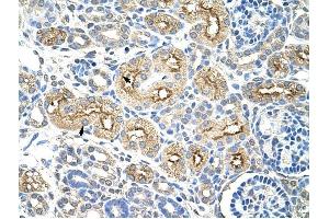 MIF4GD antibody was used for immunohistochemistry at a concentration of 4-8 ug/ml to stain Epithelial cells of renal tubule (arrows) in Human Kidney. (MIF4GD 抗体  (C-Term))