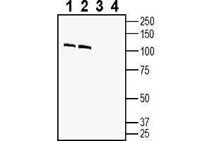 anti-Contactin 2 (Axonal) (CNTN2) (AA 76-90), (Extracellular) antibody