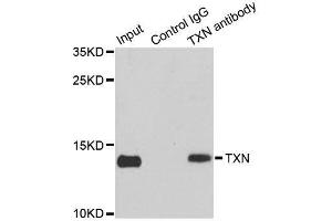 Immunoprecipitation analysis of 150ug extracts of MCF7 cells using 3ug TXN antibody. (TXN 抗体  (C-Term))