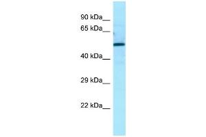 WB Suggested Anti-ATG13 Antibody Titration: 1.