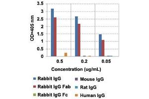 ELISA analysis of IgG from different species with Rabbit IgG Fab monoclonal antibody, clone RMG01  at the following concentrations: 0.