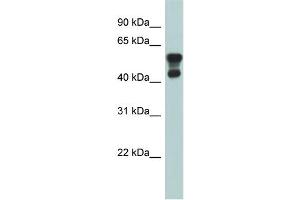 WB Suggested Anti-PAFAH1B1 Antibody Titration: 0. (PAFAH1B1 抗体  (N-Term))