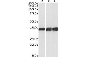 ABIN4902695 (0. (LDHB 抗体)