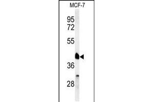 Western blot analysis of RXRA Antibody in MCF-7 cell line lysates (35ug/lane)