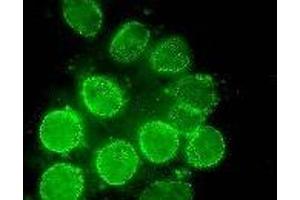 Immunofluorescence (IF) image for anti-Nucleoporin 98kDa (NUP98) (AA 1-466) antibody (ABIN2452066) (NUP98 抗体  (AA 1-466))