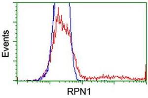 Image no. 2 for anti-Ribophorin 1 (RPN1) antibody (ABIN1500749) (RPN1 抗体)