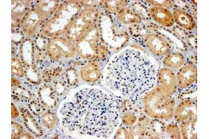 ABIN184613 (4µg/ml) staining of paraffin embedded Human Kidney. (WRNIP1 抗体  (C-Term))
