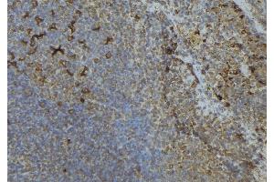 ABIN6276585 at 1/100 staining Human lymph node tissue by IHC-P. (ISG15 抗体  (C-Term))