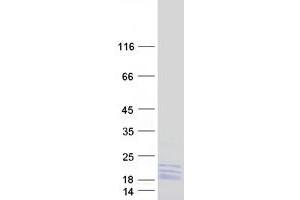 Validation with Western Blot (RPL14 Protein (Transcript Variant 1) (Myc-DYKDDDDK Tag))