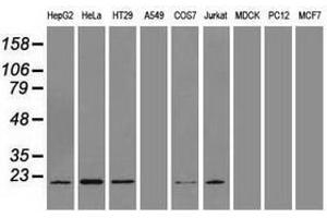 Image no. 2 for anti-Adenylate Kinase 1 (AK1) antibody (ABIN1496516) (Adenylate Kinase 1 抗体)