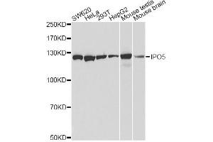 Western blot analysis of extracts of various cell lines, using IPO5 antibody. (Importin 5 抗体)