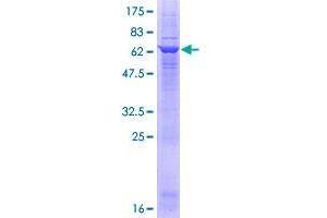 GLYATL1 Protein (AA 1-333) (GST tag)