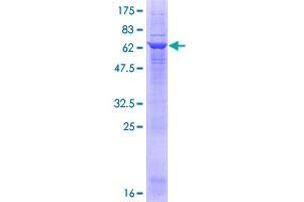 GLYATL1 Protein (AA 1-333) (GST tag)
