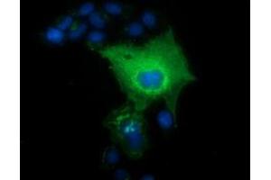 Anti-L1CAM mouse monoclonal antibody (ABIN2453222) immunofluorescent staining of COS7 cells transiently transfected by pCMV6-ENTRY L1CAM (RC211601). (L1CAM 抗体)