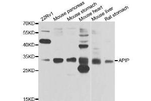Western blot analysis of extracts of various cell lines, using APIP antibody. (APIP 抗体  (AA 1-242))