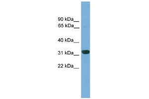 WB Suggested Anti-Cdx4 Antibody Titration: 0. (CDX4 抗体  (C-Term))