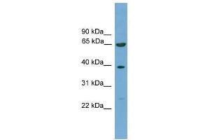 KLHL20 antibody used at 0. (KLHL20 抗体  (C-Term))
