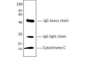 Western Blotting (WB) image for anti-Cytochrome C, Somatic (CYCS) antibody (ABIN2666071) (Cytochrome C 抗体)