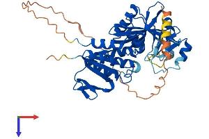 RIMKLB Protein (AA 1-387) (His tag)
