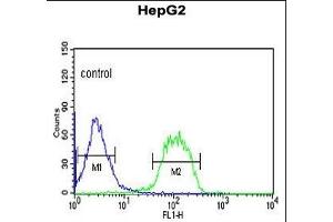 FBXO3 Antibody (C-term) (ABIN653142 and ABIN2842715) flow cytometric analysis of HepG2 cells (right histogram) compared to a negative control cell (left histogram). (F-Box Protein 3 抗体  (C-Term))
