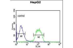 FBXO3 Antibody (C-term) (ABIN653142 and ABIN2842715) flow cytometric analysis of HepG2 cells (right histogram) compared to a negative control cell (left histogram).