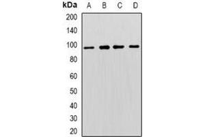 Western blot analysis of MCM3 expression in Hela (A), K562 (B), NIH3T3 (C), PC12 (D) whole cell lysates.