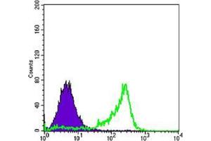 Flow cytometric analysis of 3T3-L1 cells using PAX6 mouse mAb (green) and negative control (purple). (PAX6 抗体)