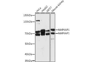 Western blot analysis of extracts of various cell lines, using M antibody (ABIN7268632) at 1:1000 dilution. (MAPKAP1 抗体  (AA 370-486))