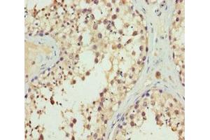 Immunohistochemistry of paraffin-embedded human testis tissue using ABIN7151997 at dilution of 1:100 (ERLIN2 抗体  (AA 212-339))