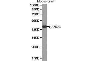 Western Blotting (WB) image for anti-Nanog Homeobox (NANOG) (AA 1-100) antibody (ABIN1680964) (Nanog 抗体  (AA 1-100))