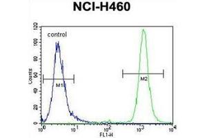 Flow cytometric analysis of NCI-H460 cells using RASSF8 antibody (N-term) Cat. (RASSF8 抗体  (N-Term))