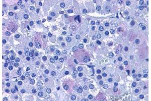 Anti-ADCYAP1R1 antibody  ABIN1048299 IHC staining of human brain, pituitary.