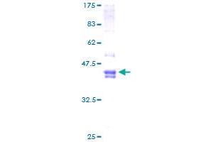 Image no. 1 for FOS-Like Antigen 2 (FOSL2) (AA 1-122) protein (GST tag) (ABIN1354316)