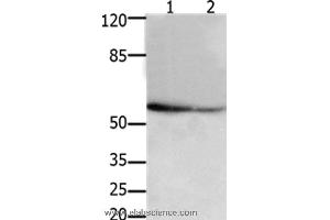 Western blot analysis of 293T and hela cel, using API5 Polyclonal Antibody at dilution of 1:250