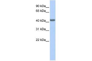 CCR2 antibody used at 1 ug/ml to detect target protein.
