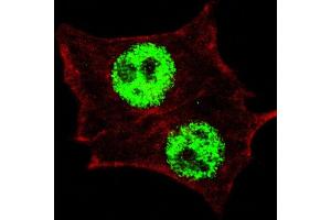 Fluorescent confocal image of HeLa cells stained with (ABIN390035 and ABIN2839785) Phospho-KLF4- antibody.