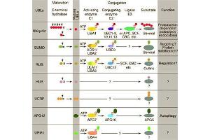 Conjugation pathways for ubiquitin and ubiquitin-like modifiers (UBLs). (RIT2 抗体  (C-Term))
