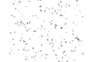 Immunocytochemistry (ICC) image for anti-Lymphocyte-Activation Gene 3 (LAG3) (AA 500-525) antibody (ABIN7454036)