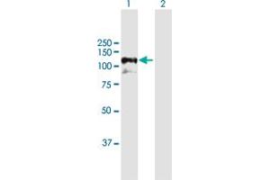 Western Blot analysis of GRIPAP1 expression in transfected 293T cell line by GRIPAP1 MaxPab polyclonal antibody. (GRIPAP1 抗体  (AA 1-841))