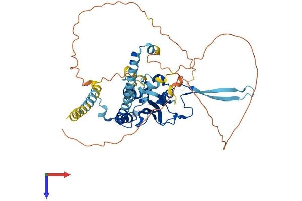 NAP1L2 Protein (AA 1-460) (His tag)