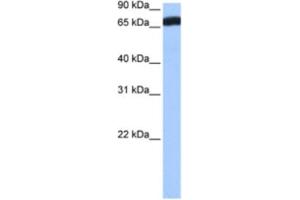 Western Blotting (WB) image for anti-Zinc Finger Protein 806 (ZNF806) antibody (ABIN2463399) (ZNF806 抗体)