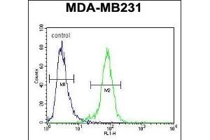 PDE12 Antibody (C-term) (ABIN654246 and ABIN2844072) flow cytometric analysis of MDA-M cells (right histogram) compared to a negative control cell (left histogram). (PDE12 抗体  (C-Term))