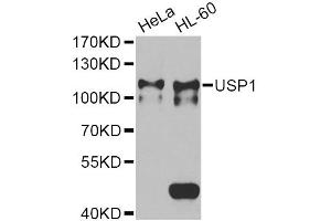 Western blot analysis of extracts of various cell lines, using USP1 Antibody (ABIN2560687) at 1:1000 dilution. (USP1 抗体)